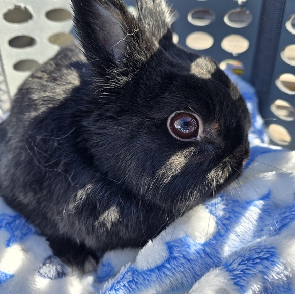 🐰SALE🐰 10mm Golden Black Agate Bracelet - Picture 9 of 12